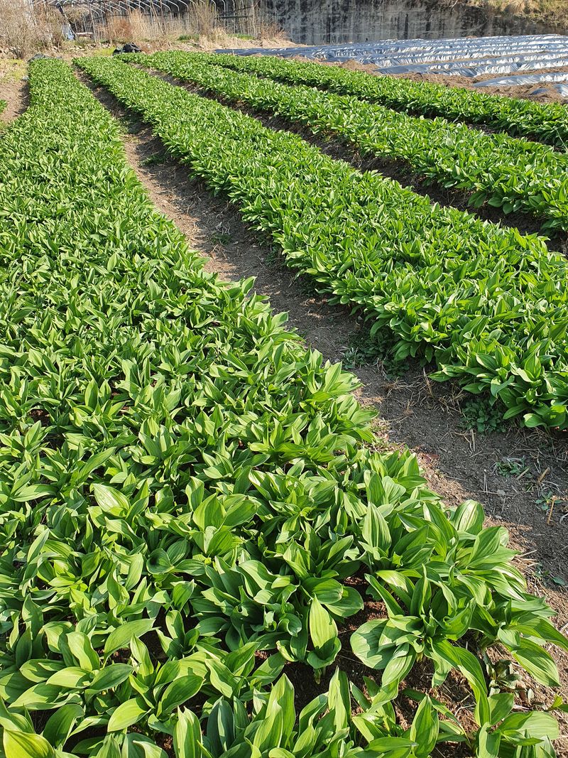 김기자(흰구름농원)님의 장터 판매 상품 [명의나물1kg ] 첨부 사진