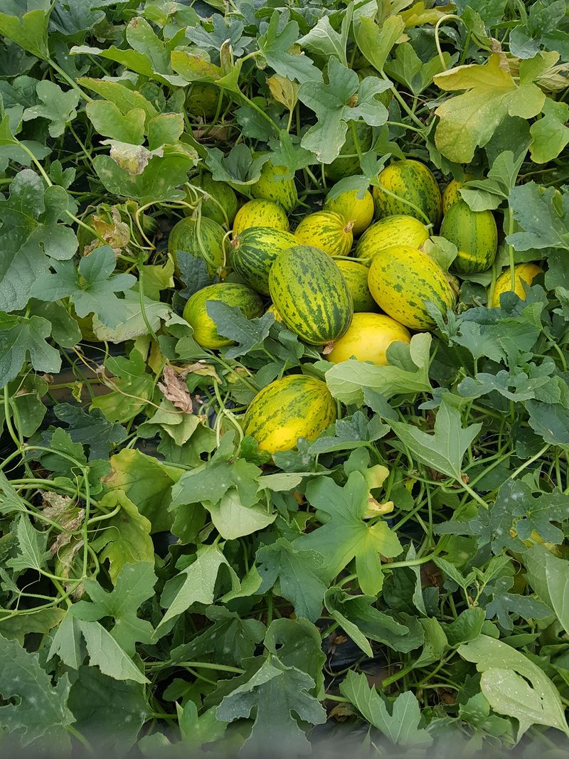 이영숙님의 장터 판매 상품 [메론  파파야  설향 ] 첨부 사진