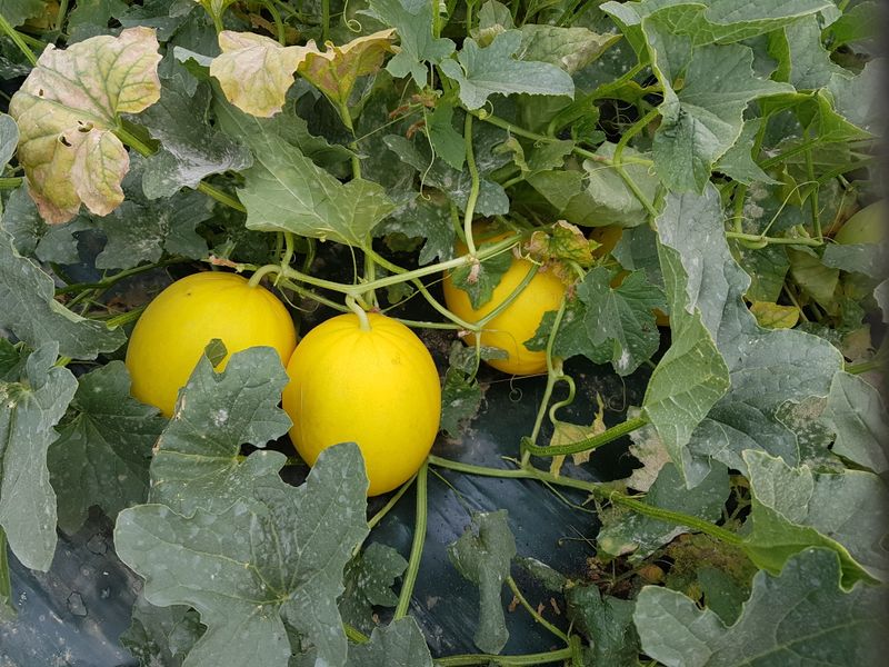 이영숙님의 장터 판매 상품 [메론  파파야  설향 ] 첨부 사진