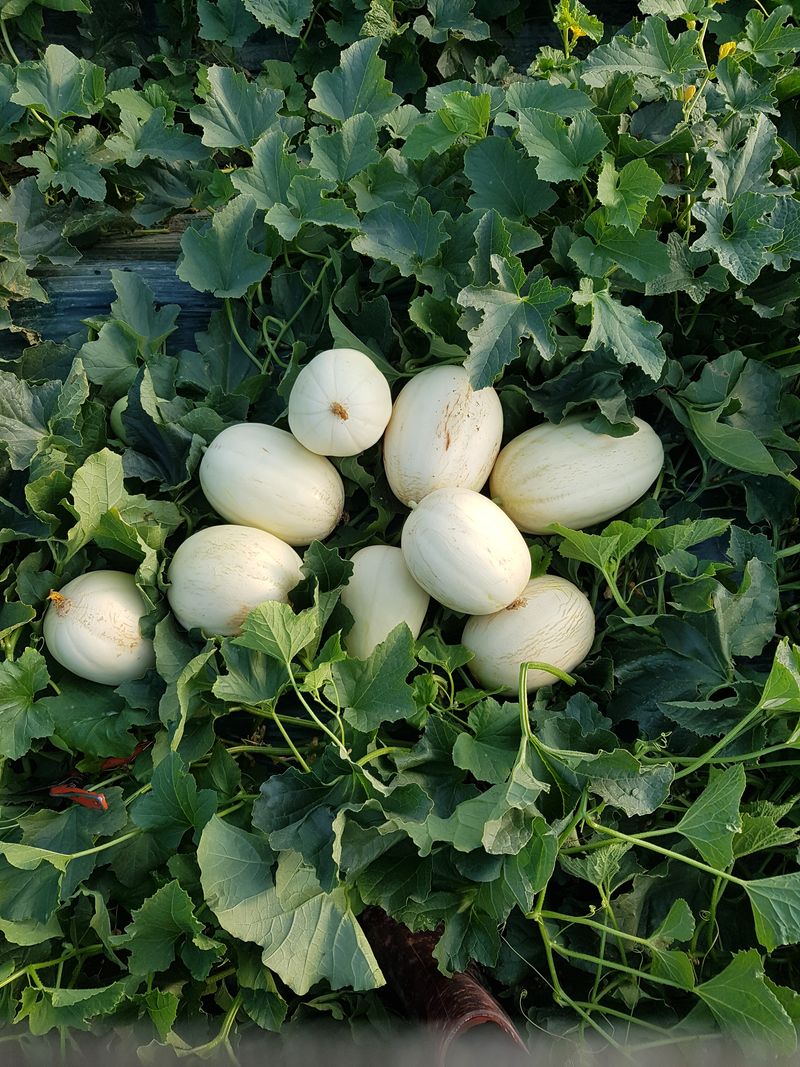 이영숙님의 장터 판매 상품 [메론  파파야  설향 ] 첨부 사진