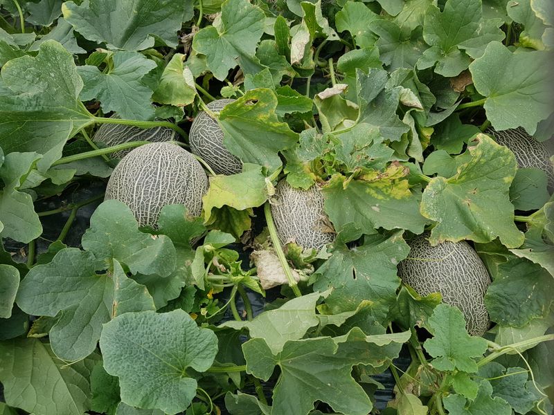 이영숙님의 장터 판매 상품 [메론  파파야  설향 ] 첨부 사진