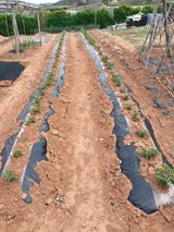 팜모닝 감자·자유게시판 게시글 이미지