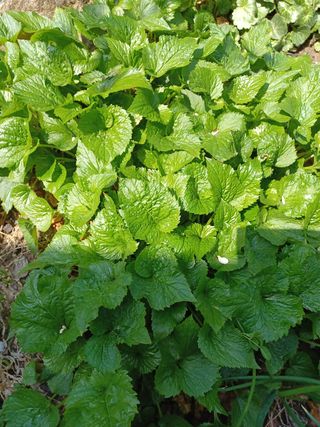 알 수 없음님의 기타작물 · 자유게시판 작성글 사진