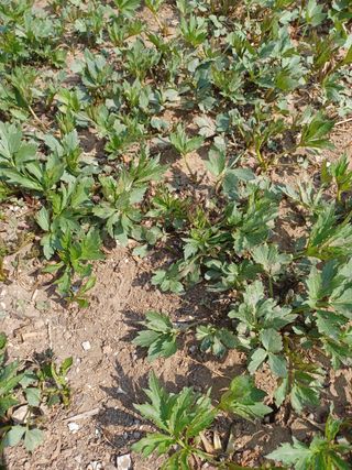 알 수 없음님의 기타작물 · 자유게시판 작성글 사진