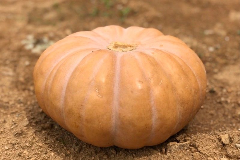 장터 상품 [백태콩.늙은호박] 썸네일