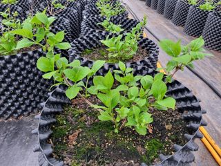 행복한나무농장님의 자유주제 · 자유게시판 작성글 사진