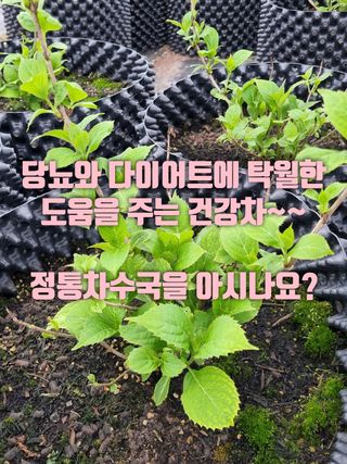행복한나무농장님의 자유주제 · 자유게시판 작성글 사진