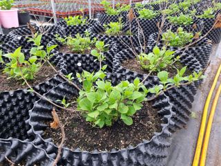 행복한나무농장님의 자유주제 · 자유게시판 작성글 사진