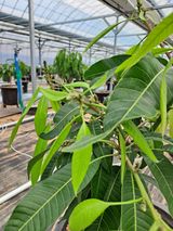 팜모닝 기타작물·병해충상담 게시글 이미지