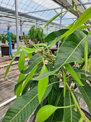 (주)마이팜님의 기타작물 · 병해충상담 작성글 사진