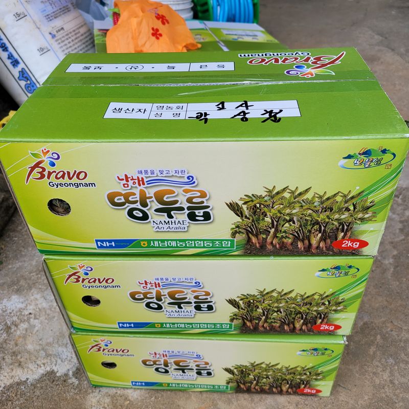 박상춘님의 장터 판매 상품 [땅 두릅 2kg] 첨부 사진