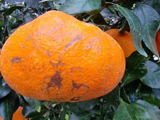 솔내농원님의 귤 · 병해충상담 작성글 사진