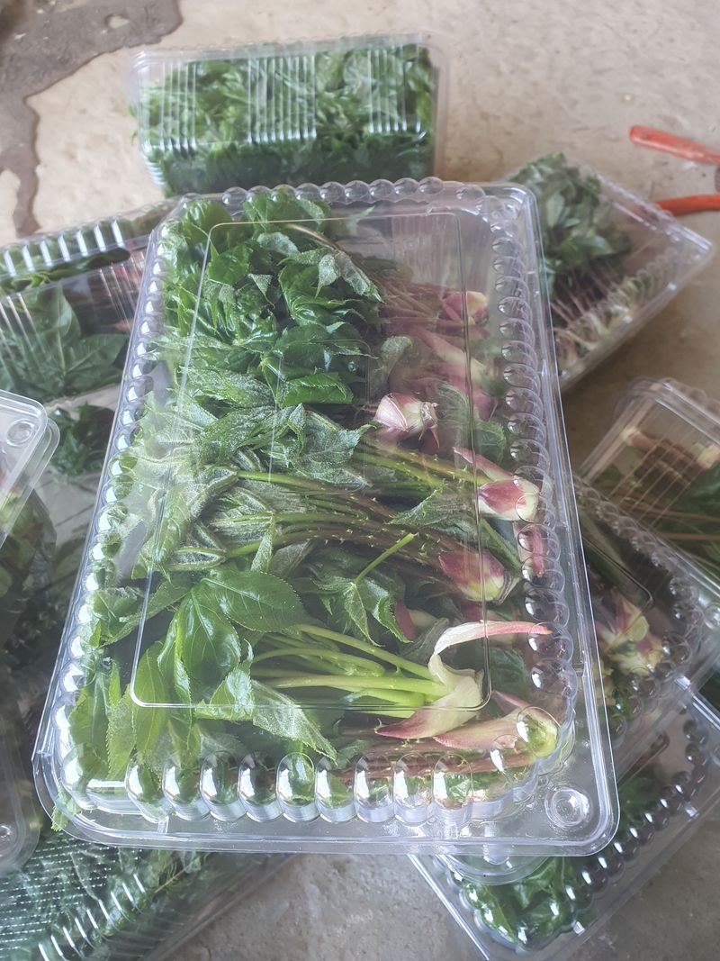 장터 상품 [엄나무 순  약3,75그램도시락케이스제외] 썸네일