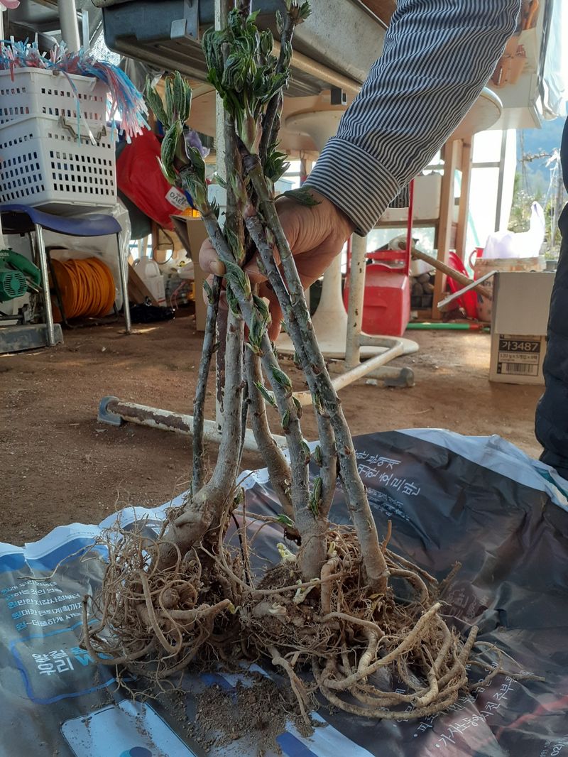 장터 상품 [민엄나무 2년생 묘목] 썸네일