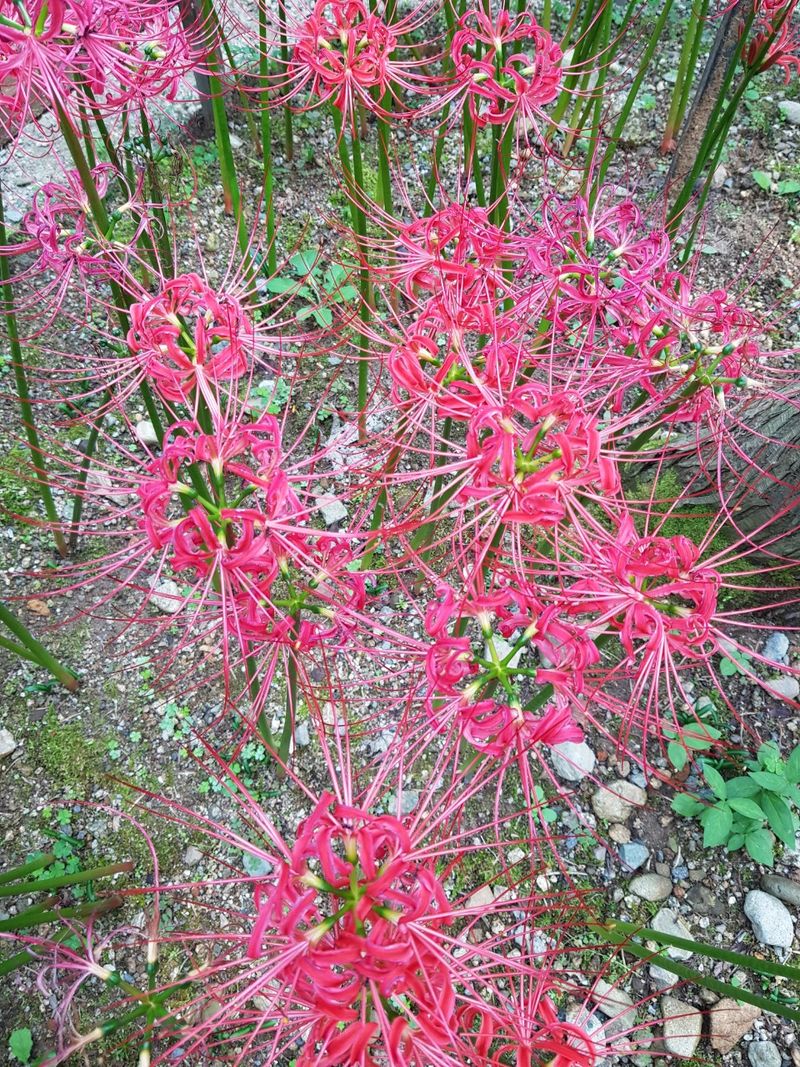 장터 상품 [     꽂무롯    맥문동] 썸네일