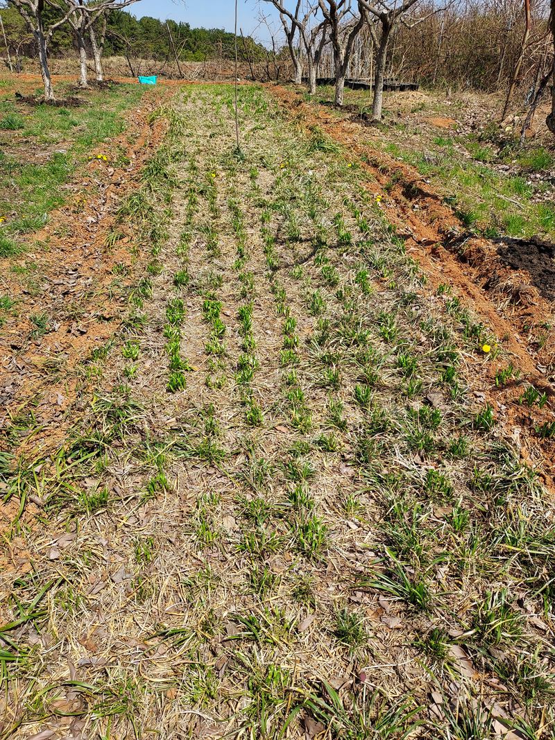 서영숙님의 장터 판매 상품 [     꽂무롯    맥문동] 첨부 사진