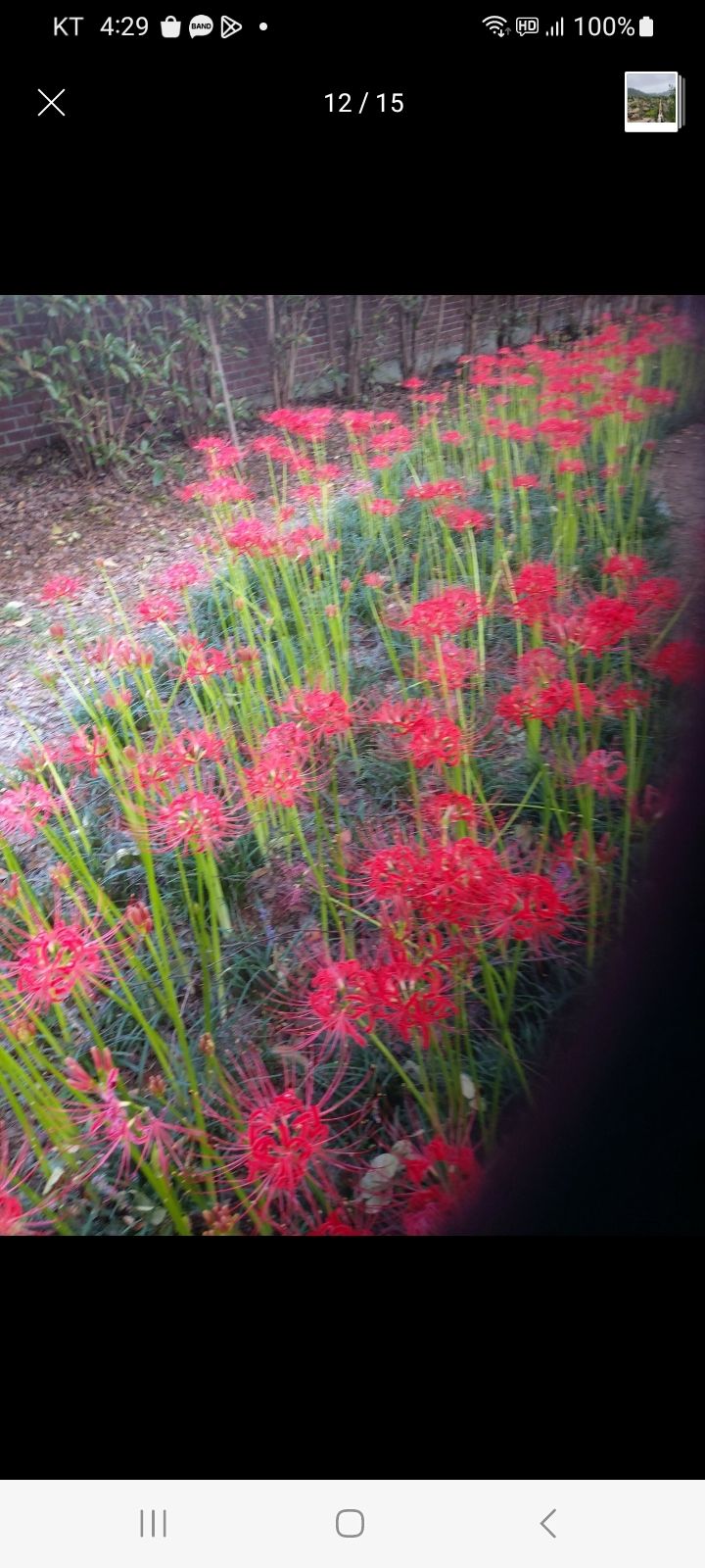 서영숙님의 장터 판매 상품 [     꽂무롯    맥문동] 첨부 사진