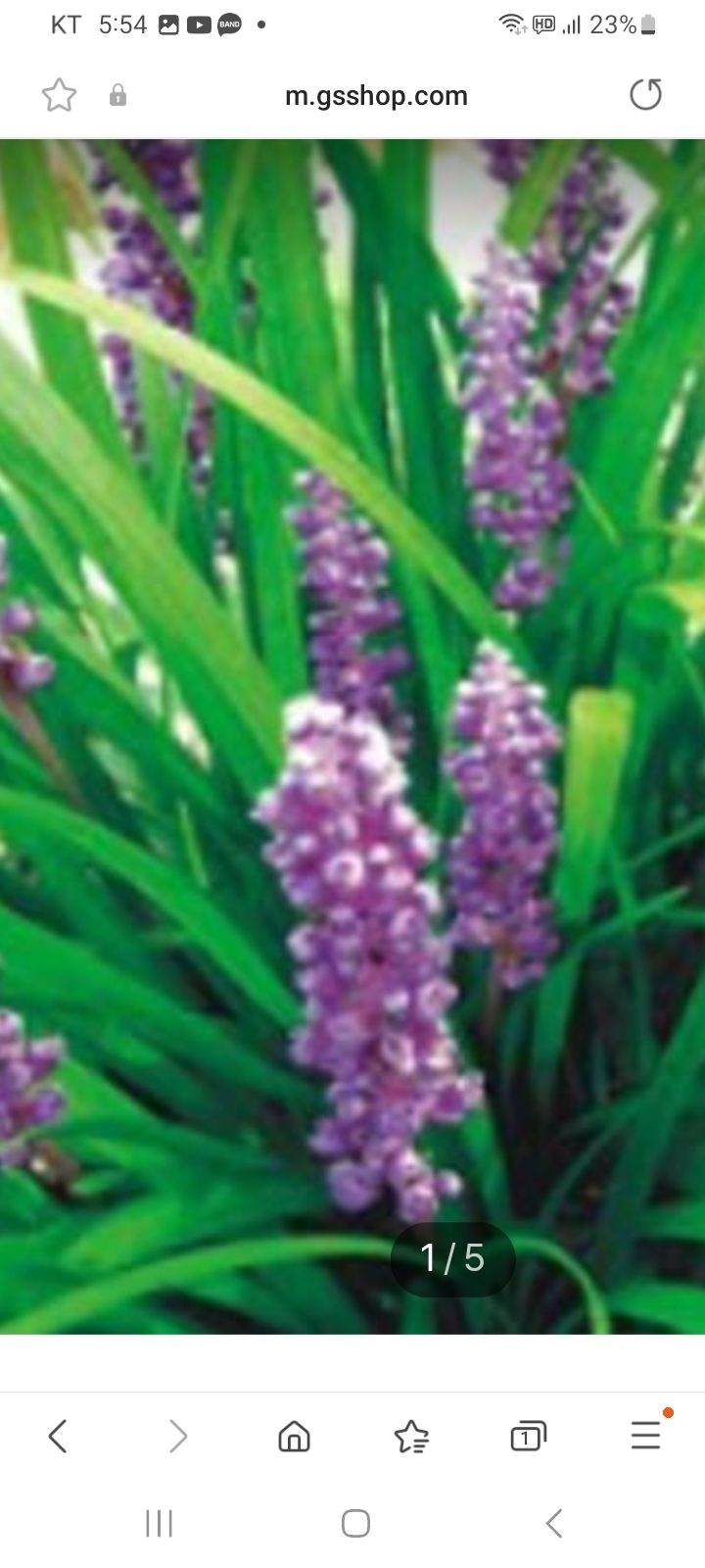 서영숙님의 장터 판매 상품 [     꽂무롯    맥문동] 첨부 사진