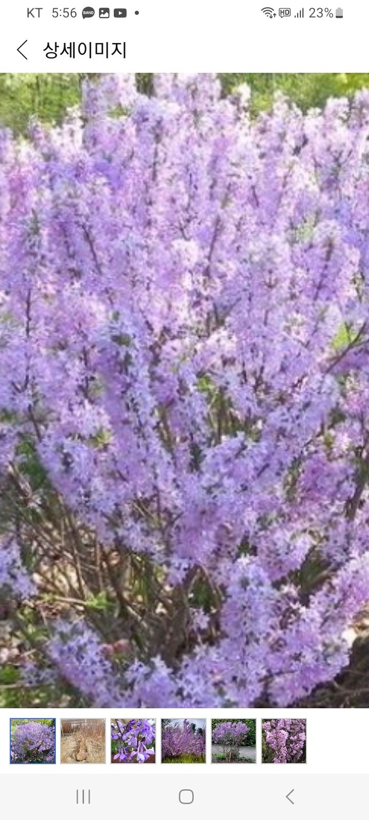 서영숙님의 장터 판매 상품 [     꽂무롯    맥문동] 첨부 사진