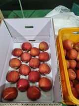 팜모닝 사과·시세•판로 게시글 이미지