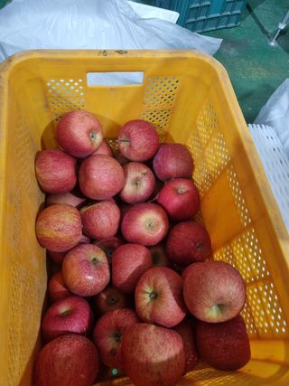 사과와곶감님의 사과 · 시세•판로 작성글 사진