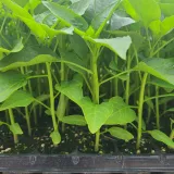 팜모닝 고추·일상 게시글 이미지