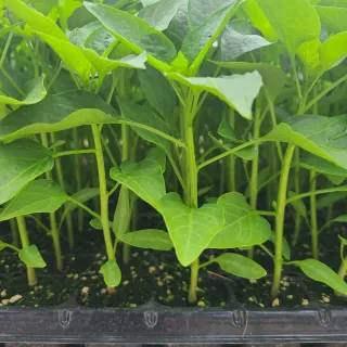 내꿈은부자님의 고추 · 일상 작성글 사진