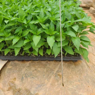 내꿈은부자님의 고추 · 일상 작성글 사진