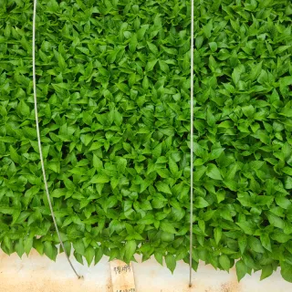 내꿈은부자님의 고추 · 일상 작성글 사진