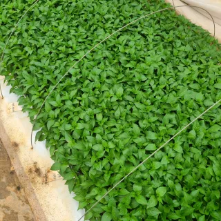 내꿈은부자님의 고추 · 일상 작성글 사진