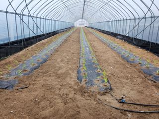 장기수님의 고추 · 파종•정식 작성글 사진