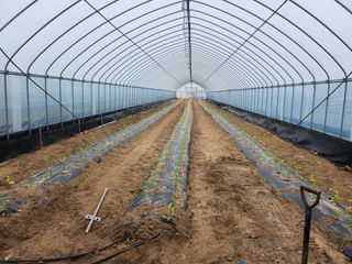 장기수님의 고추 · 파종•정식 작성글 사진