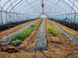 장기수님의 고추 · 파종•정식 작성글 사진