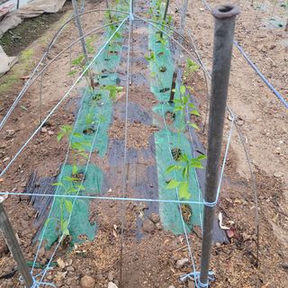 곽동임님의 고추 · 파종•정식 작성글 사진