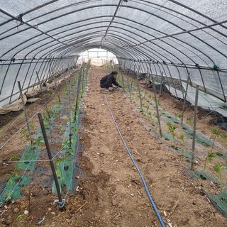 곽동임님의 고추 · 파종•정식 작성글 사진