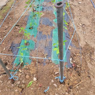 곽동임님의 고추 · 파종•정식 작성글 사진