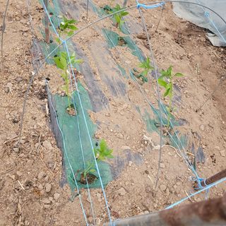 곽동임님의 고추 · 파종•정식 작성글 사진