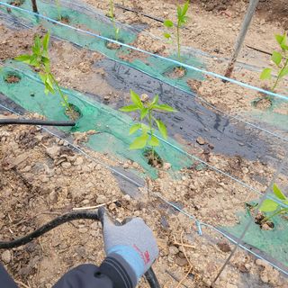 곽동임님의 고추 · 파종•정식 작성글 사진