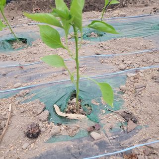 곽동임님의 고추 · 파종•정식 작성글 사진