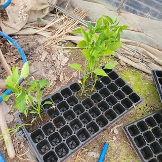 곽동임님의 고추 · 파종•정식 작성글 사진