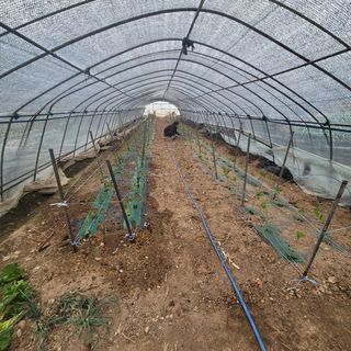 곽동임님의 고추 · 파종•정식 작성글 사진