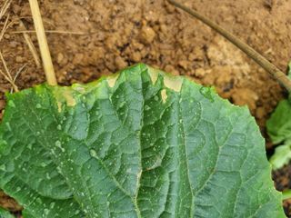 나민님의 오이 · 병해충상담 작성글 사진