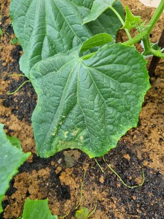 나민님의 오이 · 병해충상담 작성글 사진