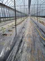 팜모닝 고추·파종•정식 게시글 이미지