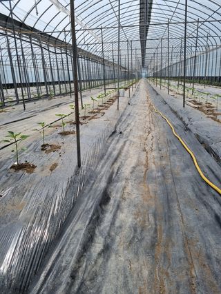 천명용님의 고추 · 파종•정식 작성글 사진