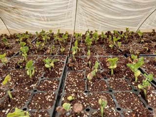 당진수농원박선이님의 자유주제 · 자유게시판 작성글 사진