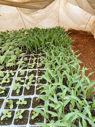 당진수농원박선이님의 자유주제 · 자유게시판 작성글 사진