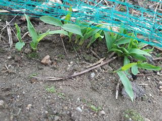 새리님의 기타작물 · 자유게시판 작성글 사진