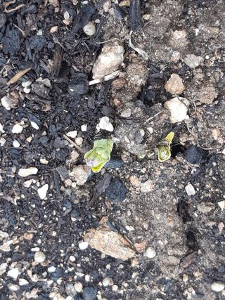 새리님의 기타작물 · 자유게시판 작성글 사진