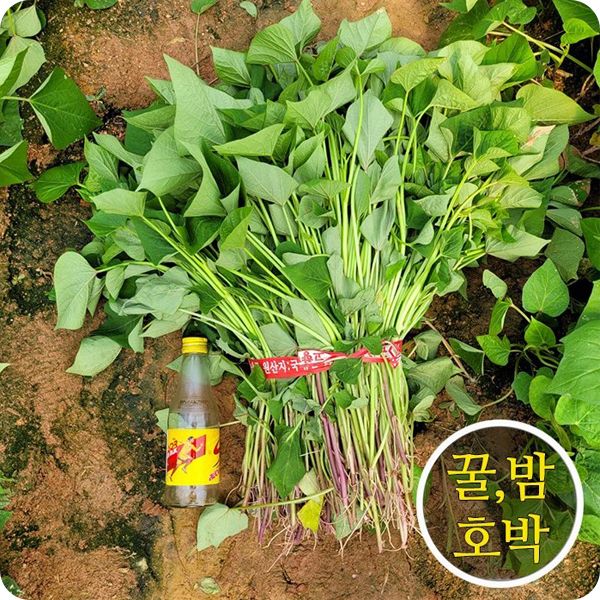 장터 상품 [🌱🍠 산지직송 당일발송 해남 무균(병)모 고구마모종 3kg 5kg 10kg 20kg] 썸네일